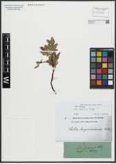 Foto von Salix alpina Scop.